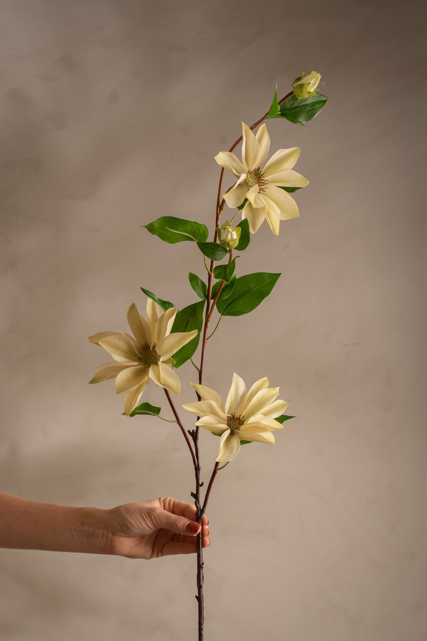 Clematis