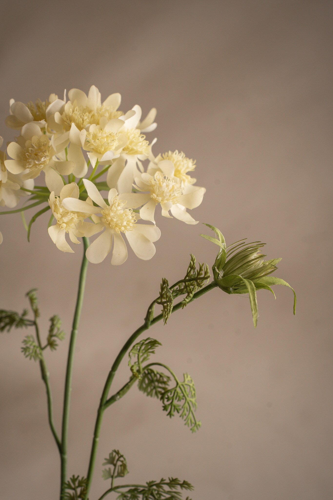 Blomsterkörvel