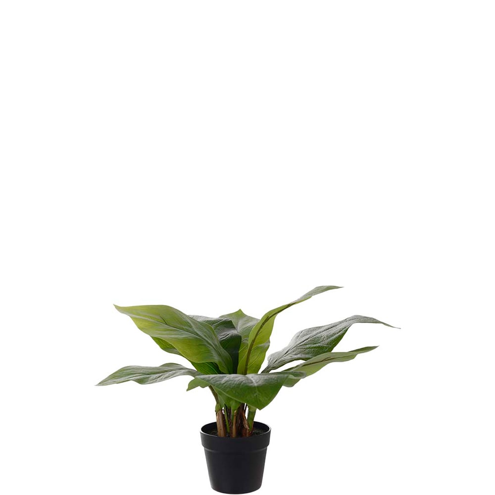 Anthurium