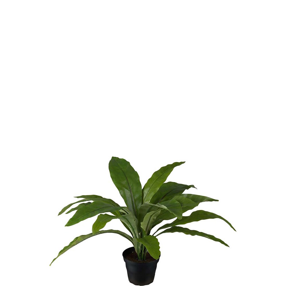 Asplenium