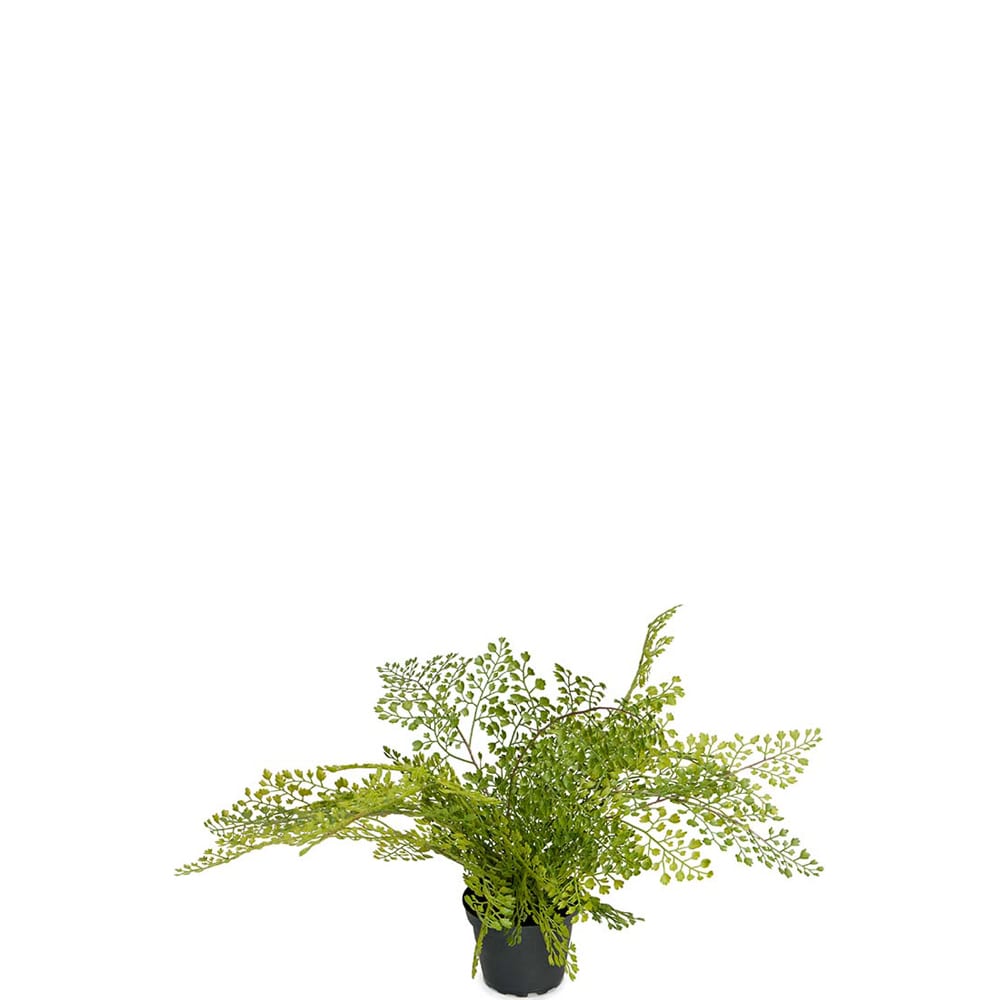 Adiantum