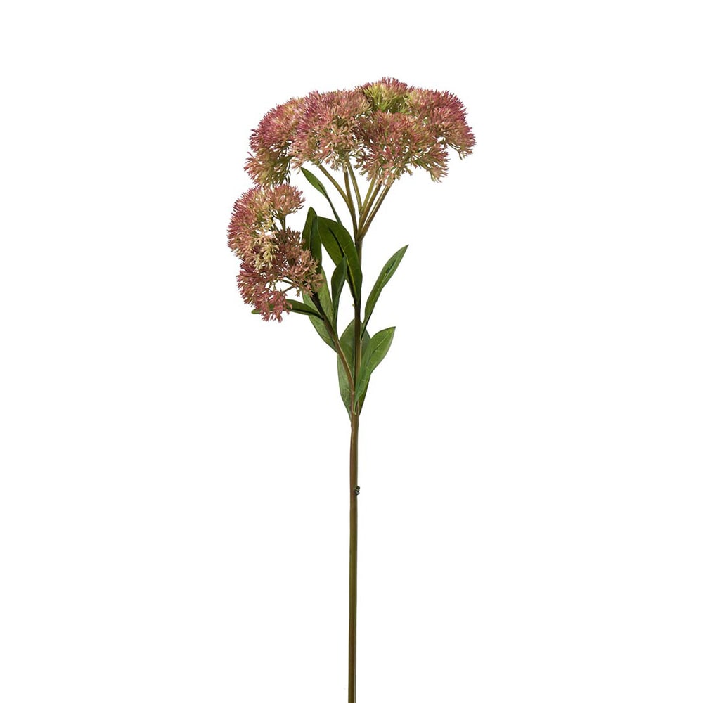 Sedum