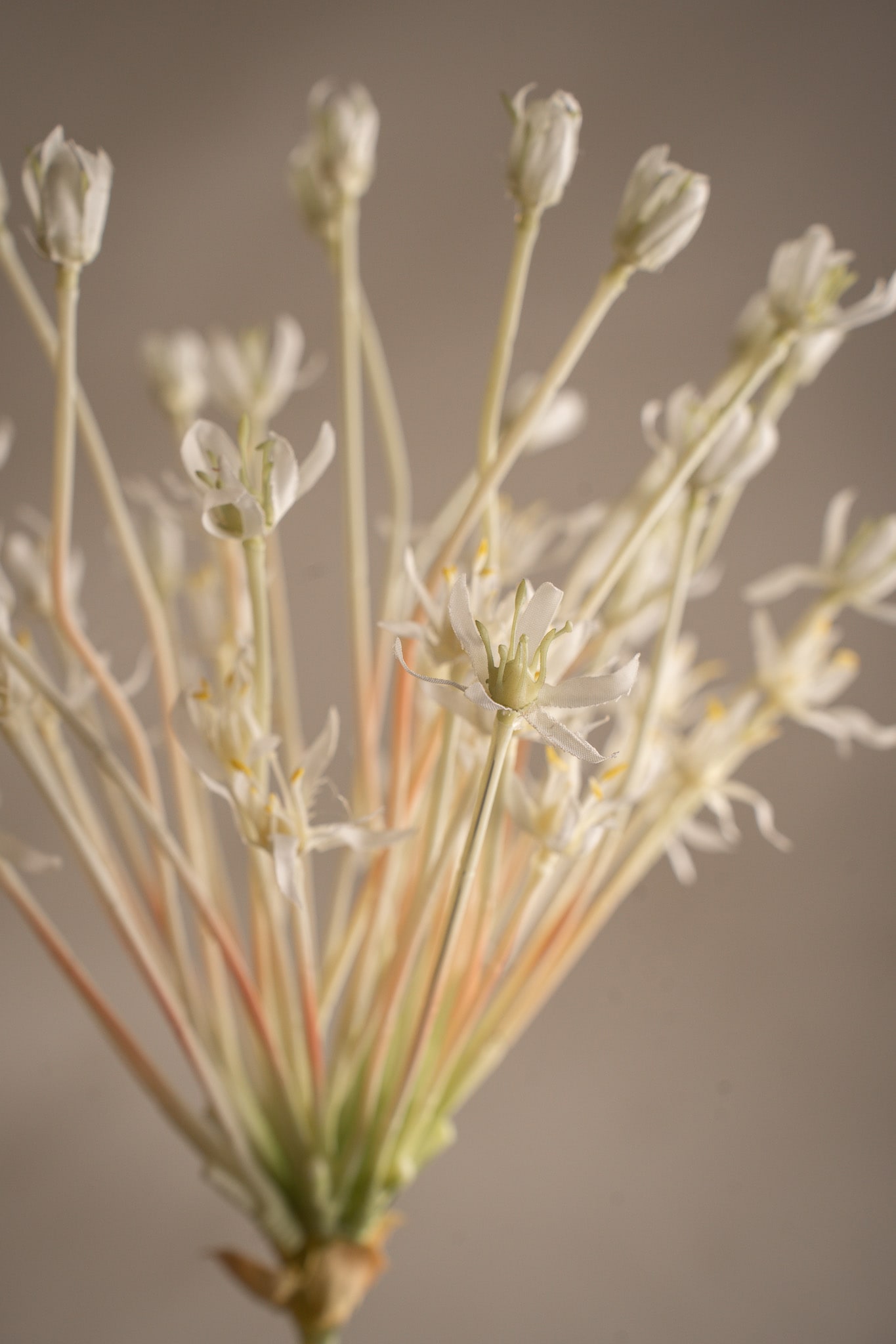 Allium
