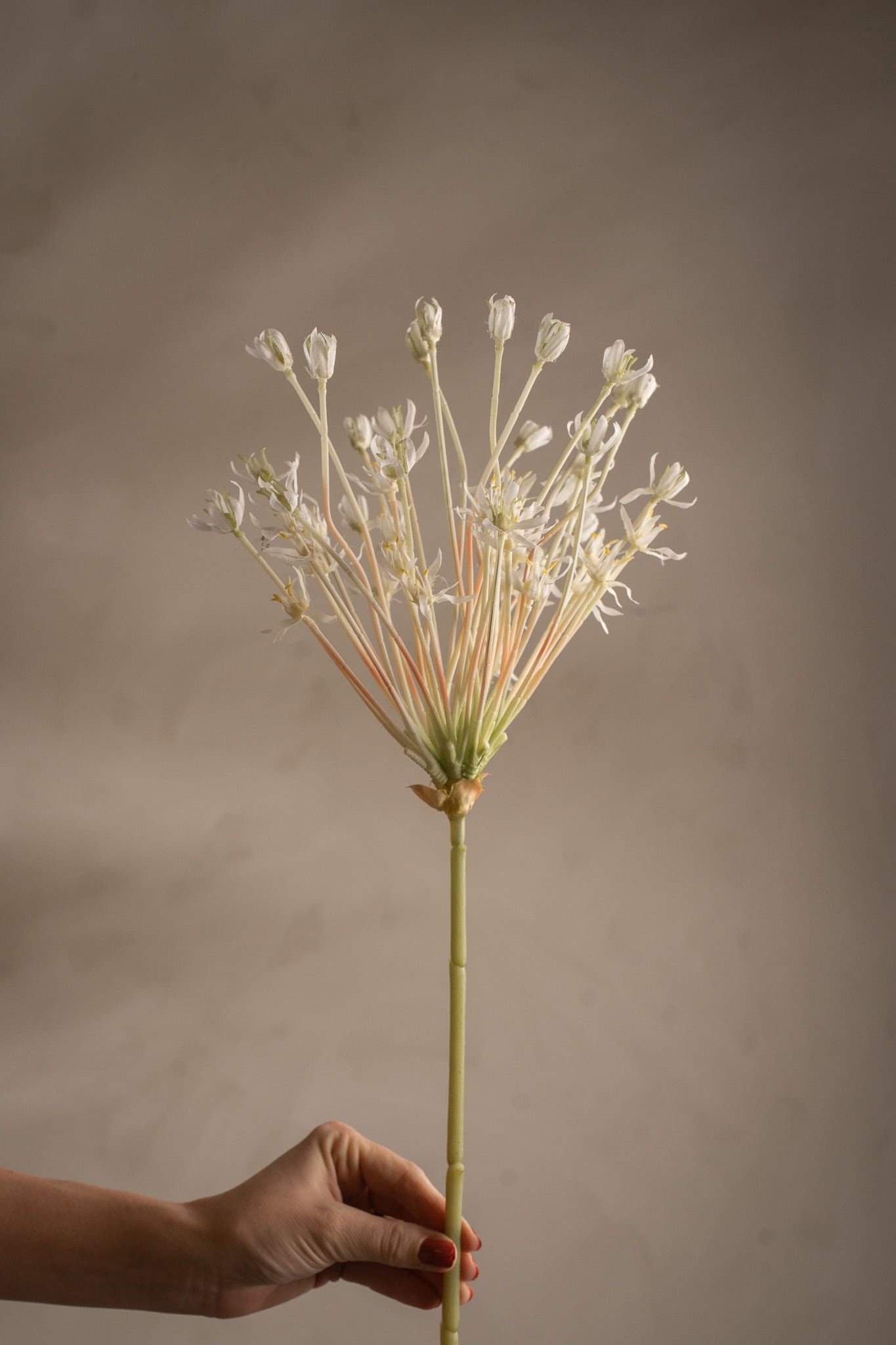 Allium
