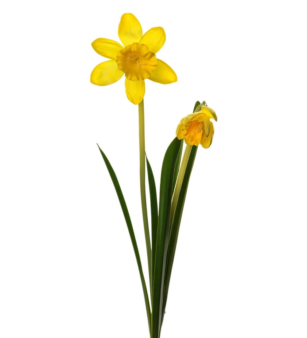 Påsklilja