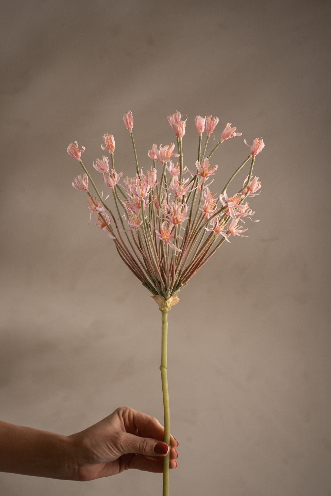 Allium
