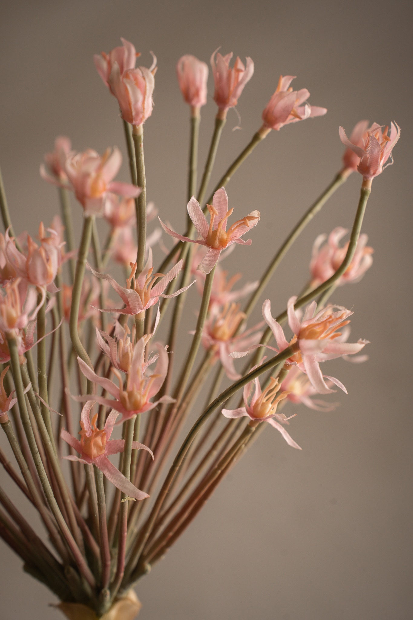 Allium