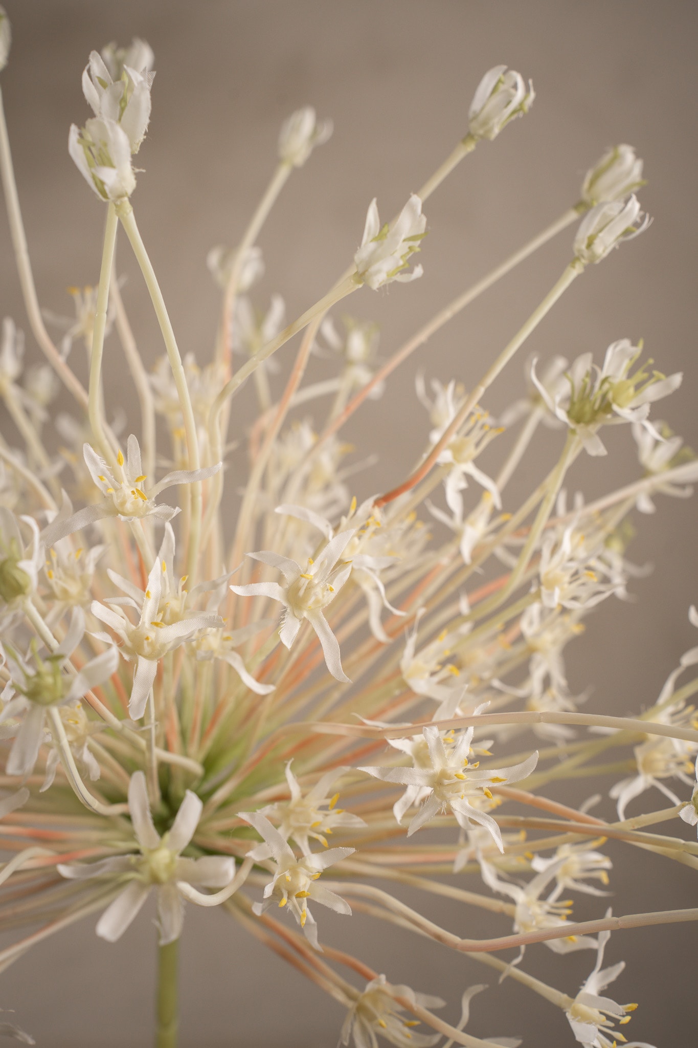 Allium