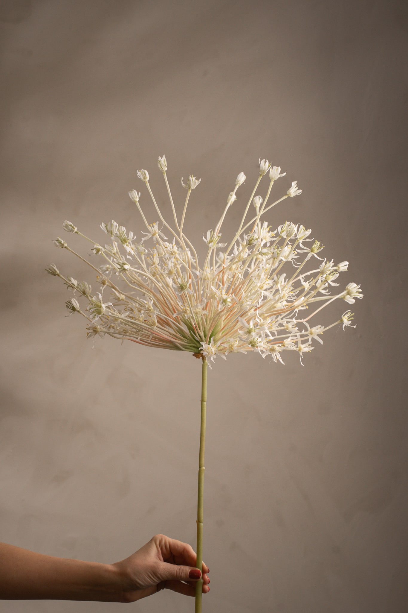 Allium