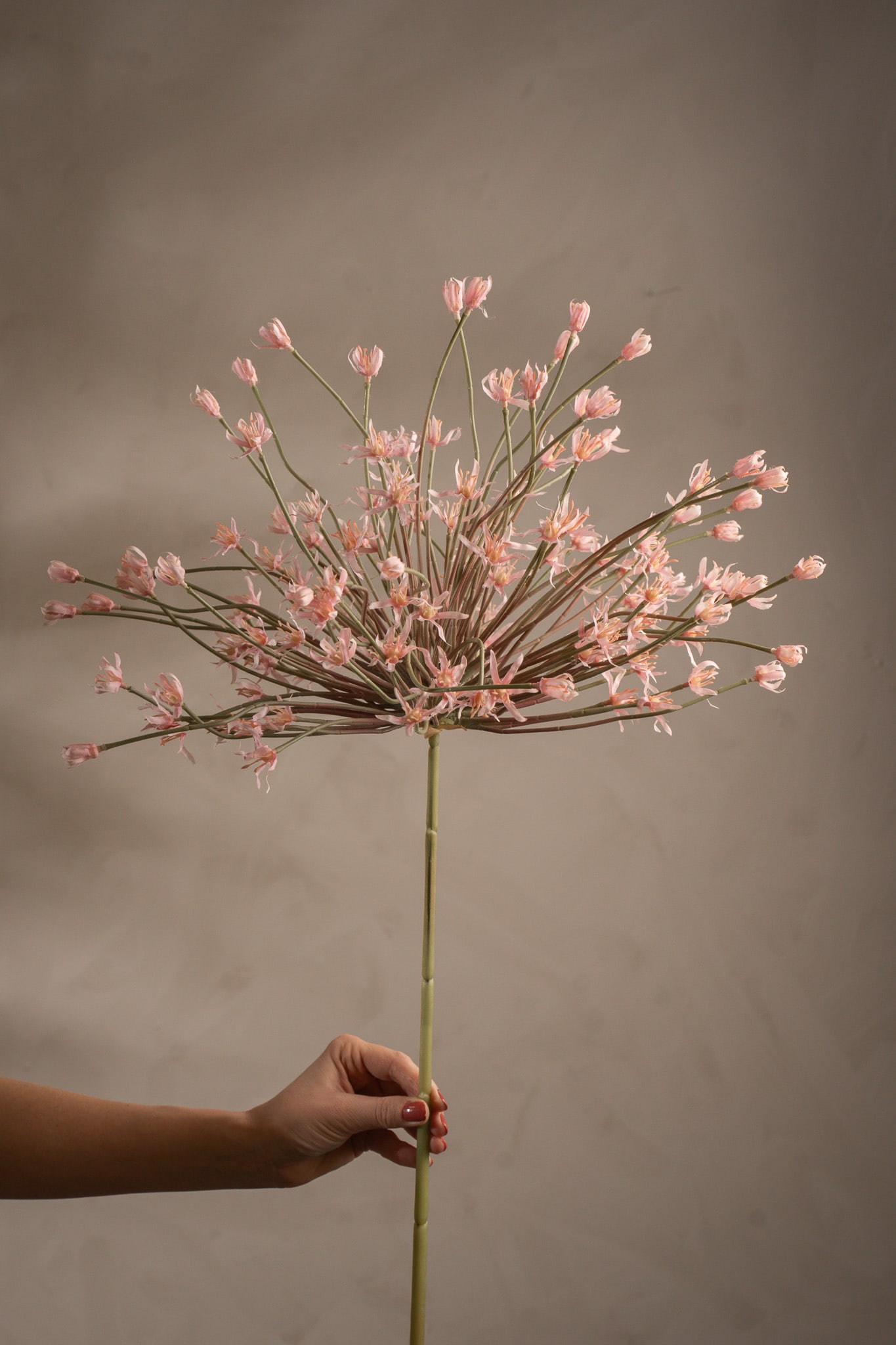 Allium