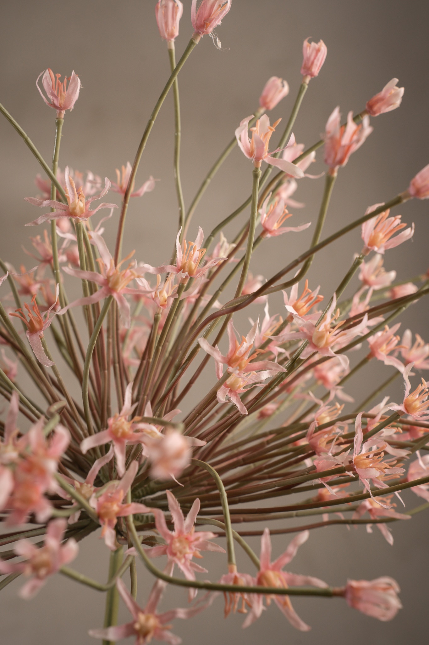 Allium
