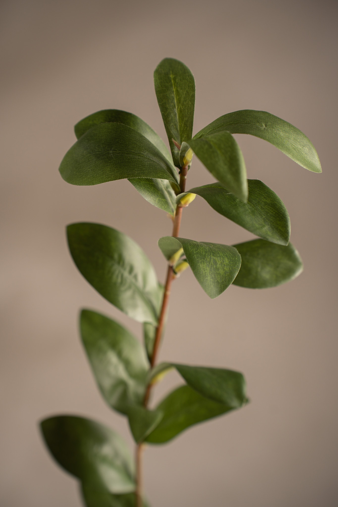 Ruscus