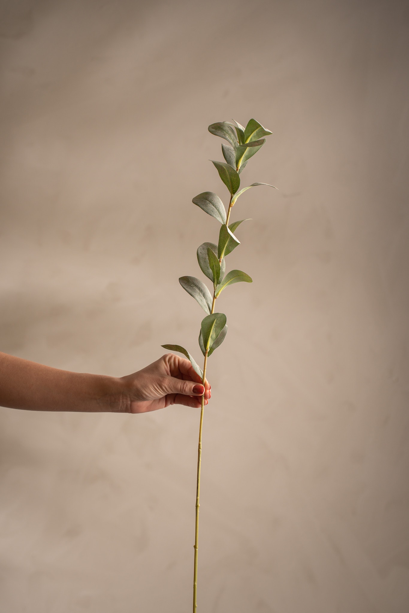 Ruscus