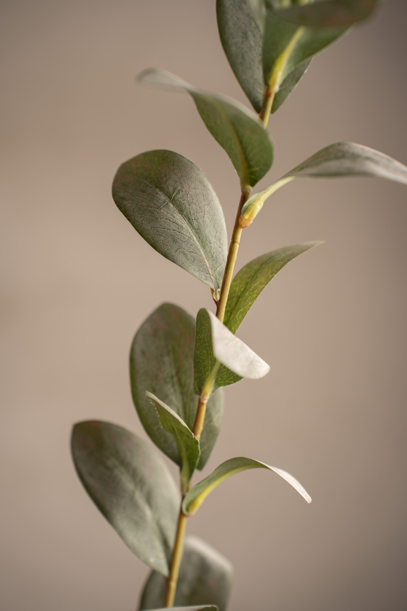 Ruscus