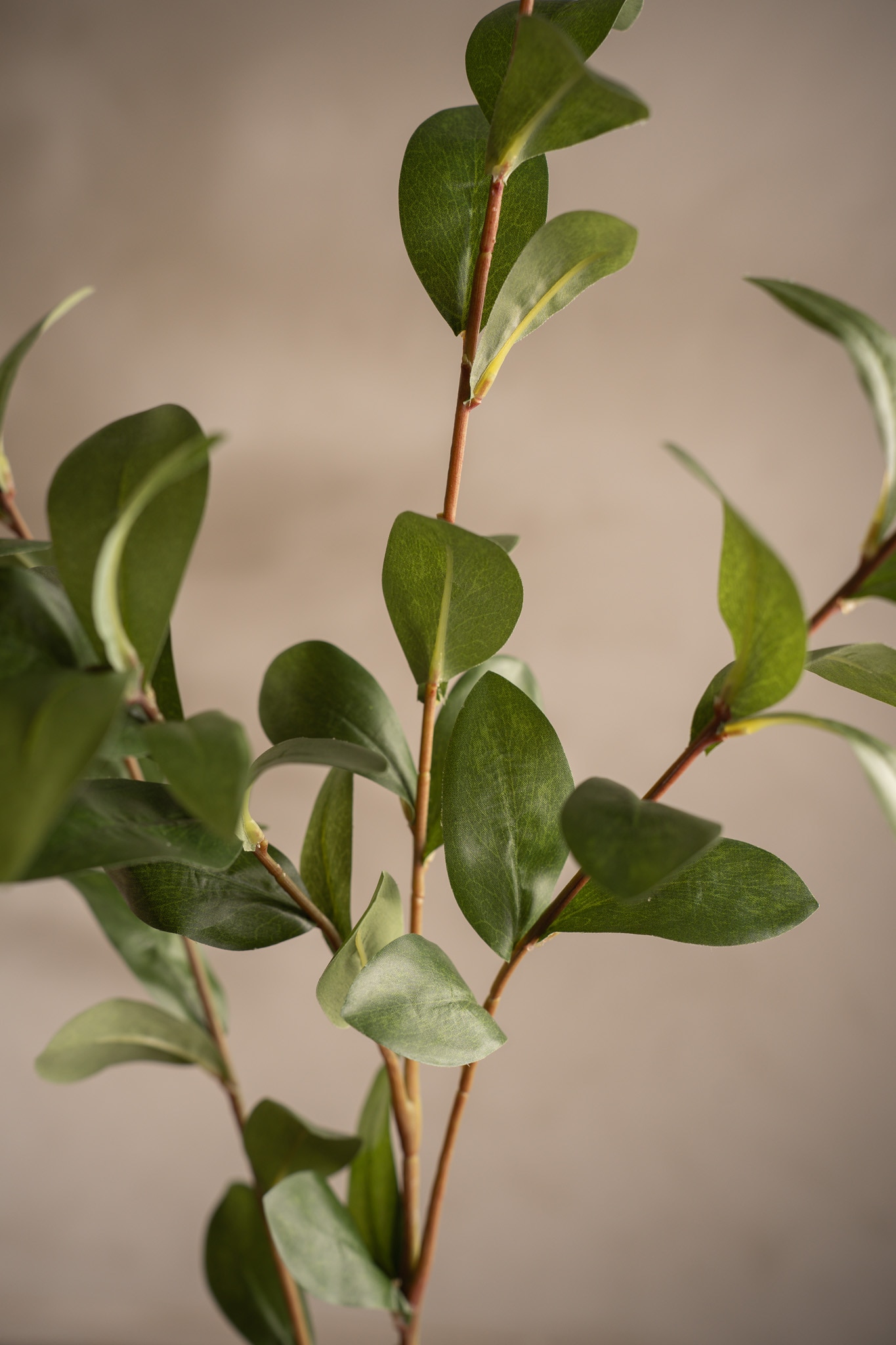 Ruscus
