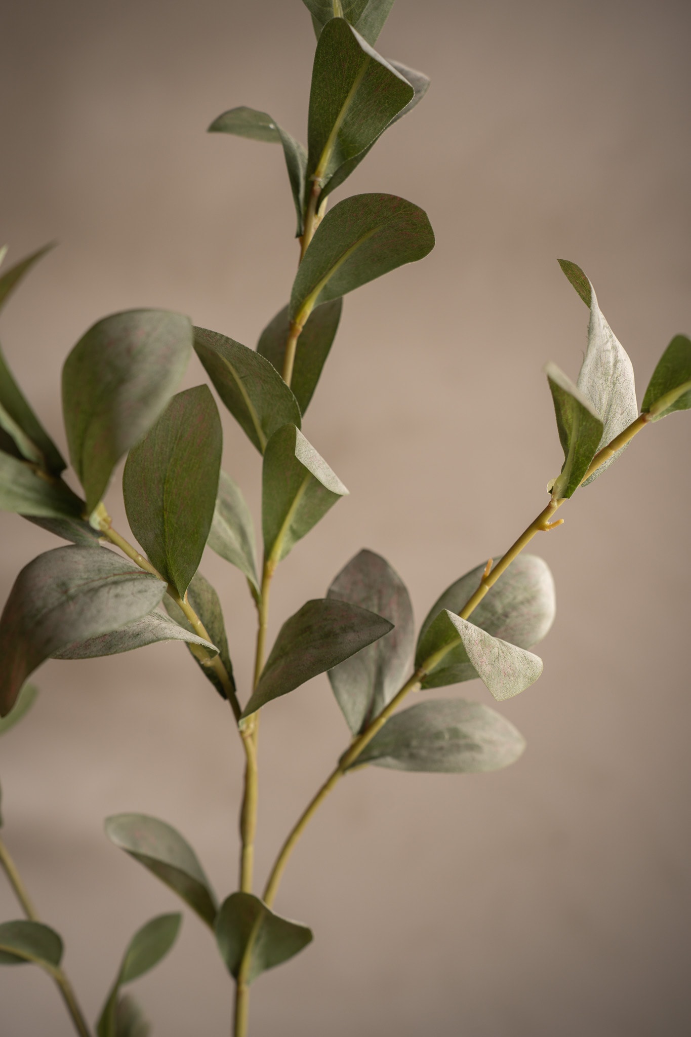 Ruscus