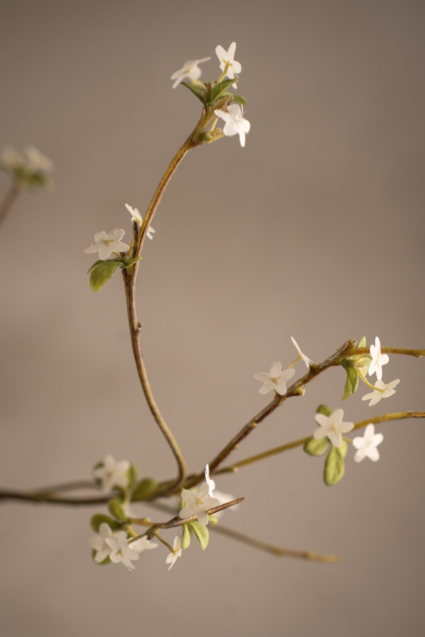 Blomkvist
