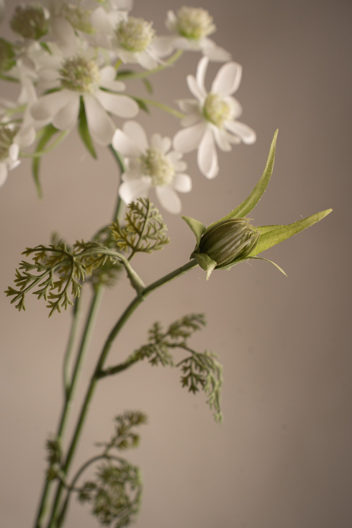 Blomsterkörvel
