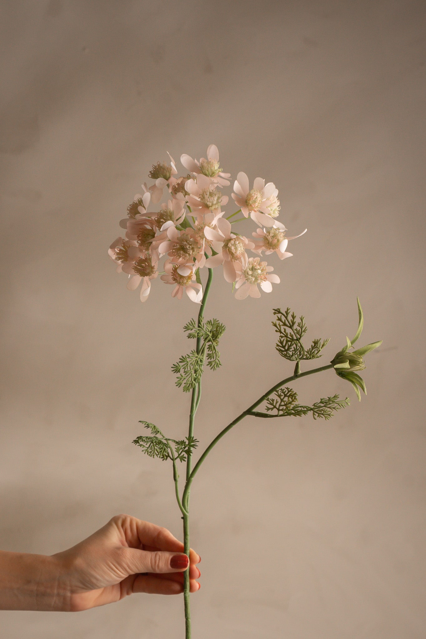 Blomsterkörvel