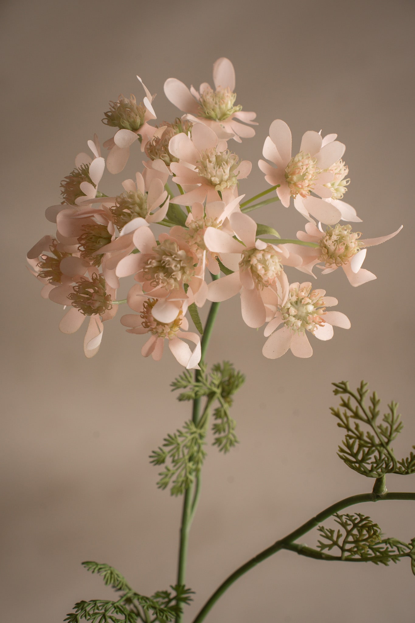 Blomsterkörvel