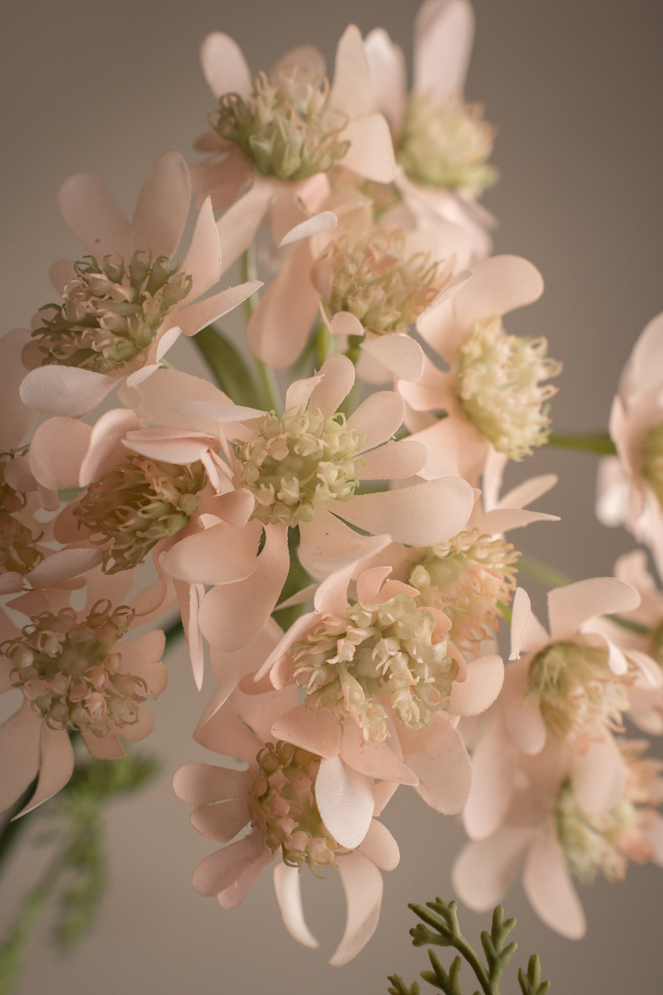 Blomsterkörvel