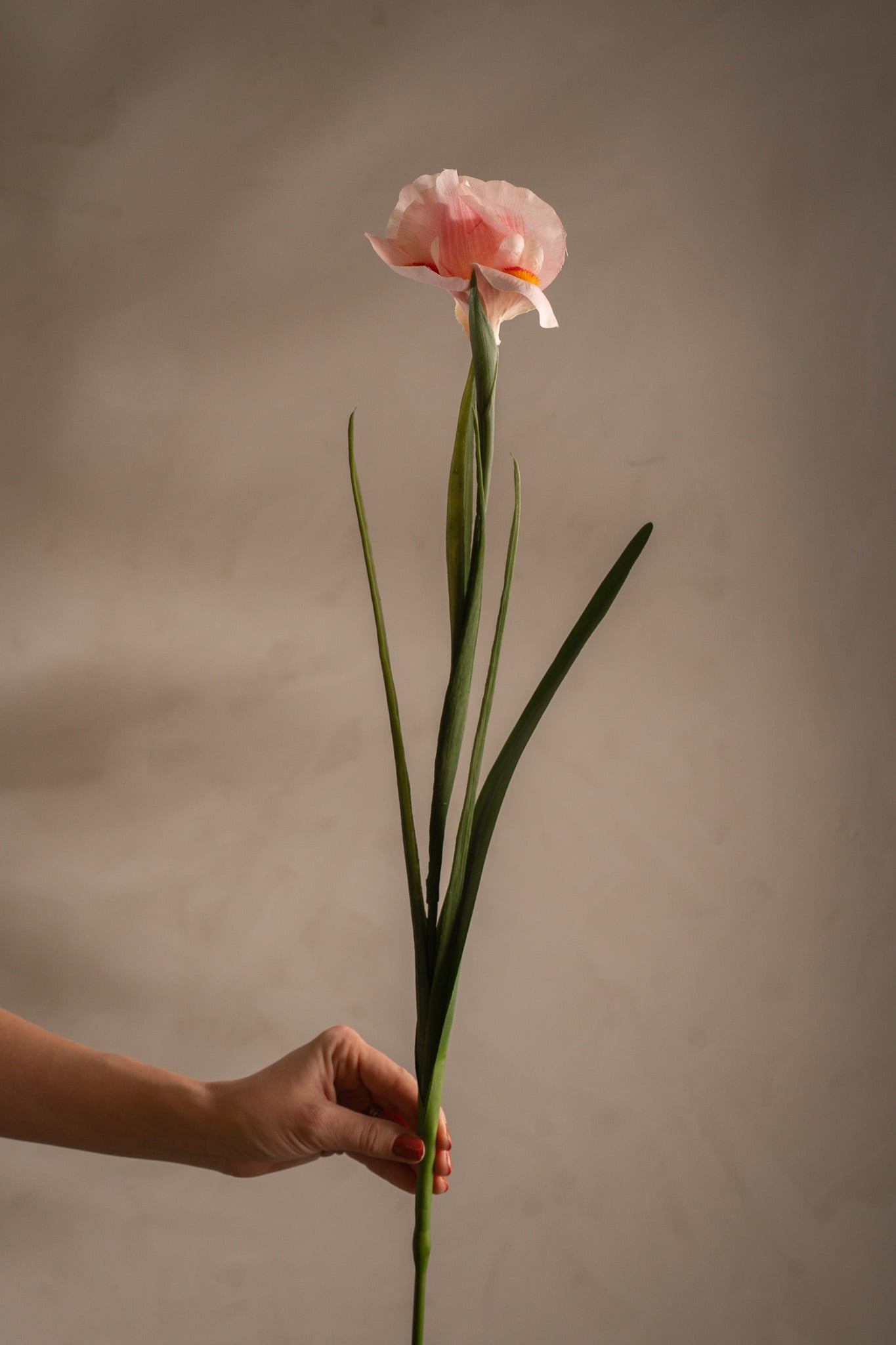 Iris