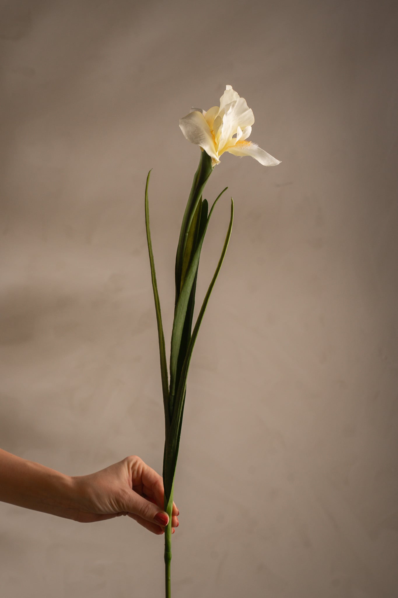 Iris