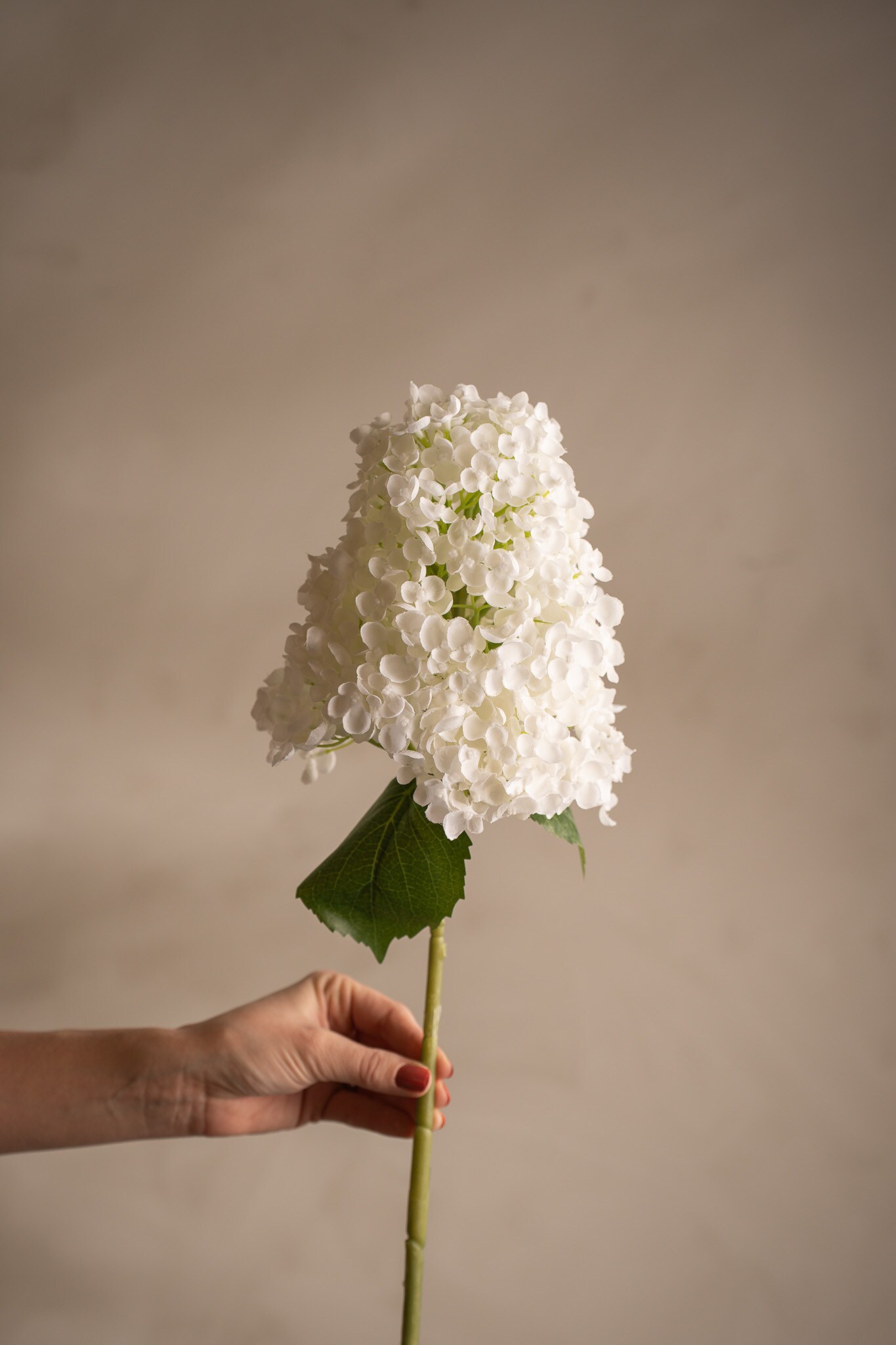 Syrénhortensia