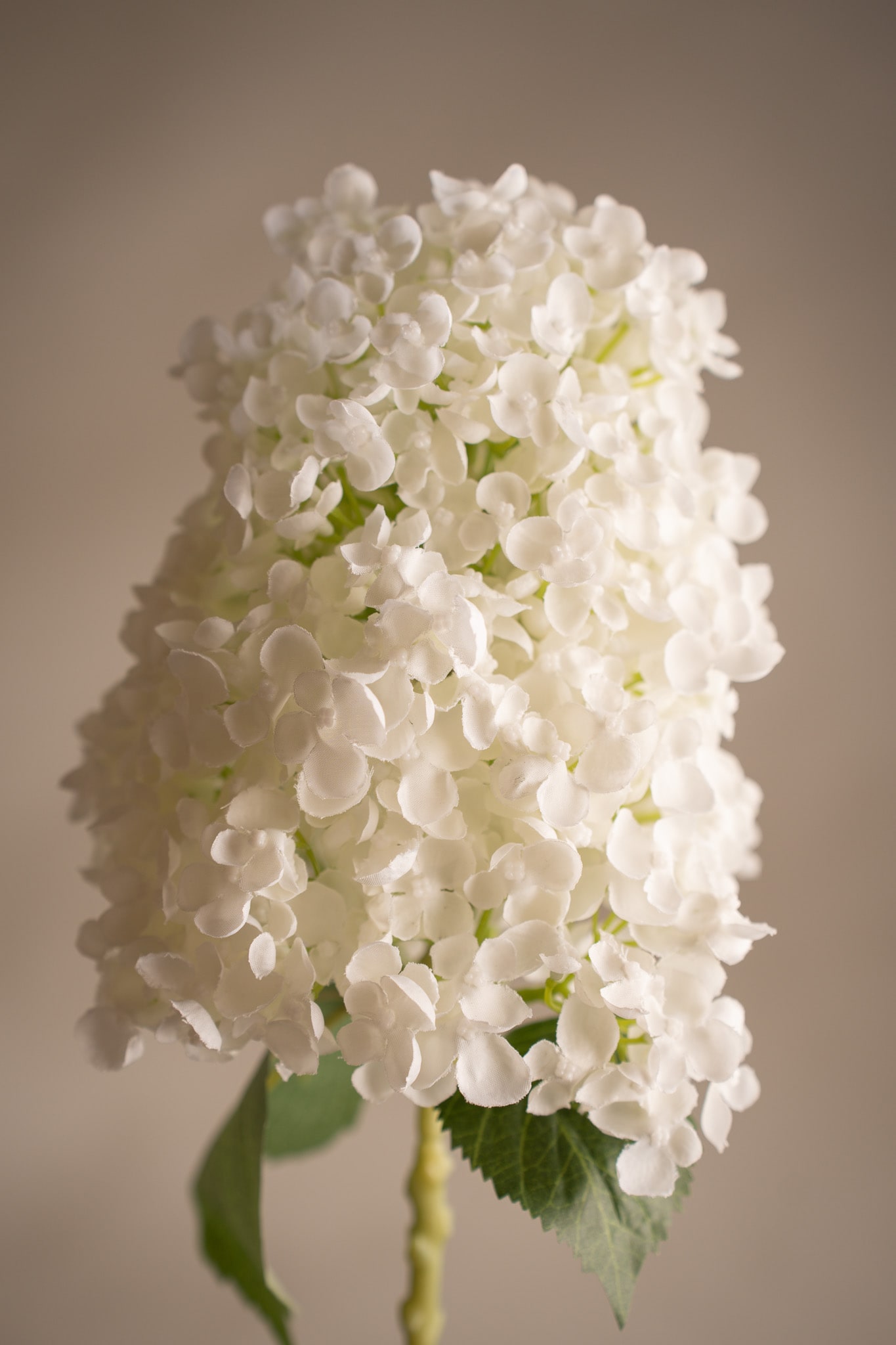 Syrénhortensia