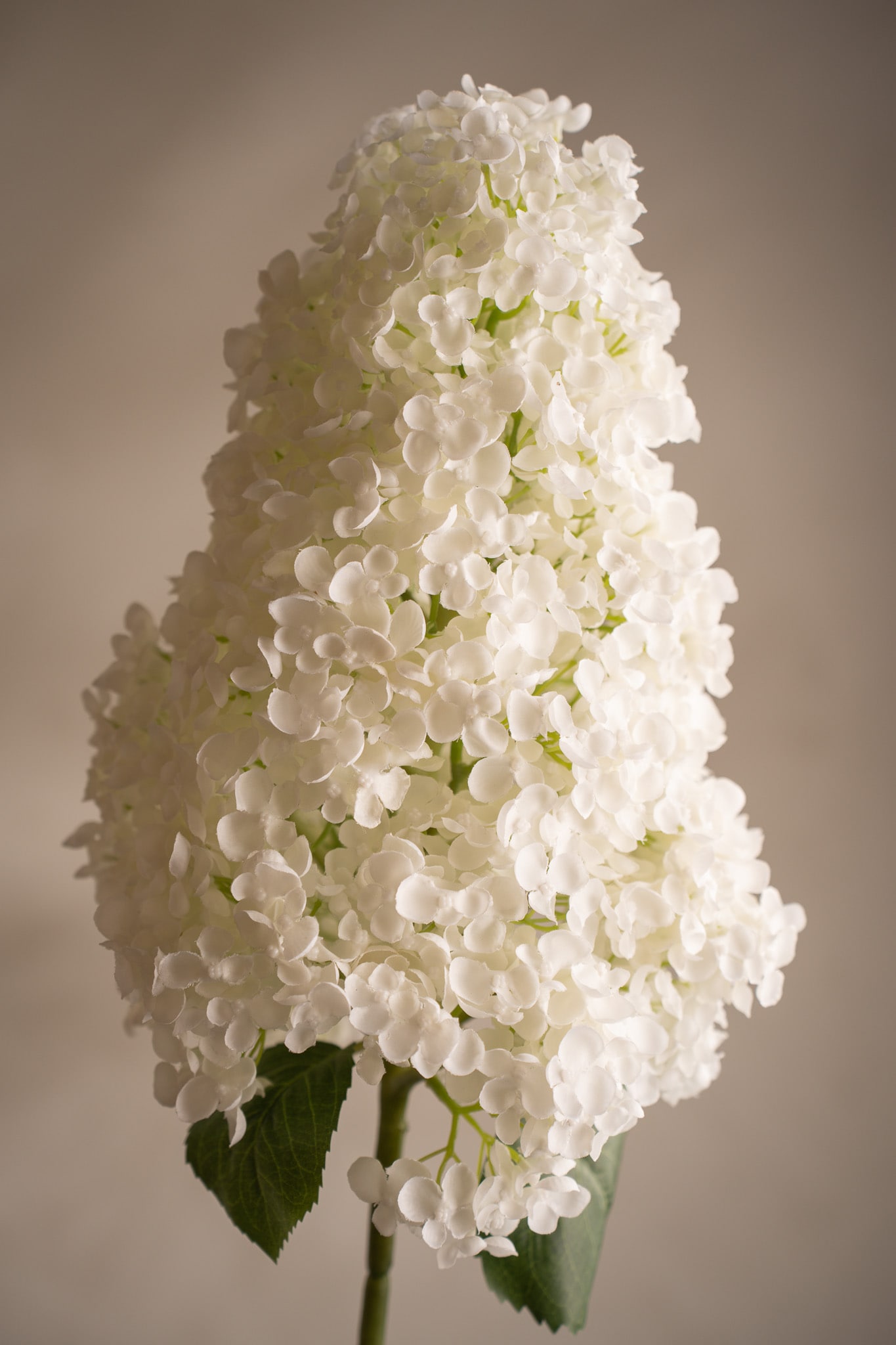 Syrénhortensia