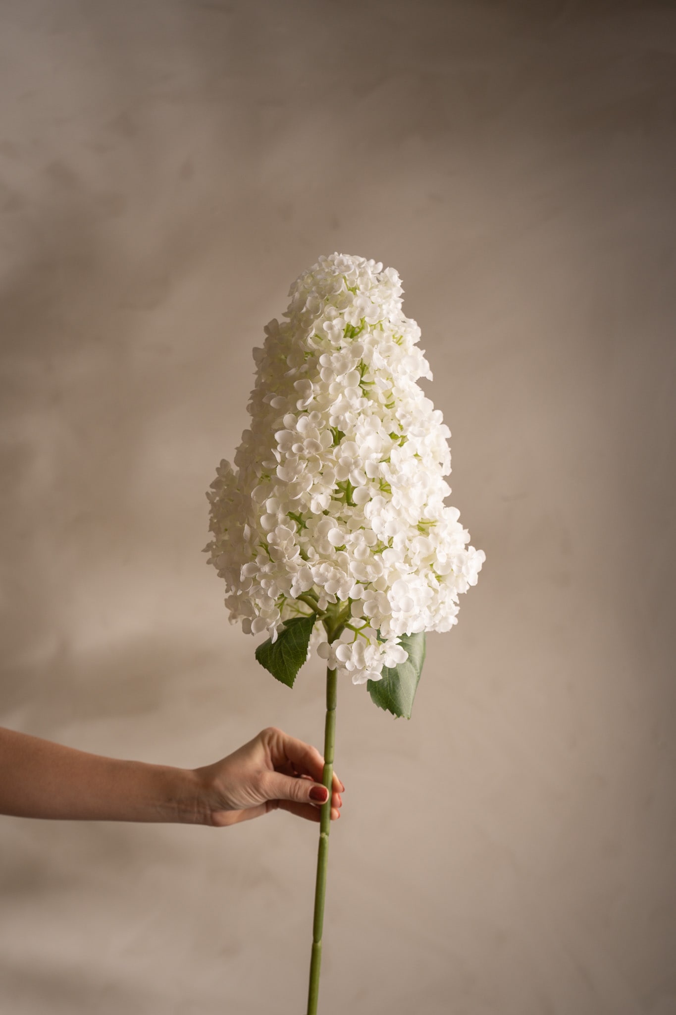 Syrénhortensia