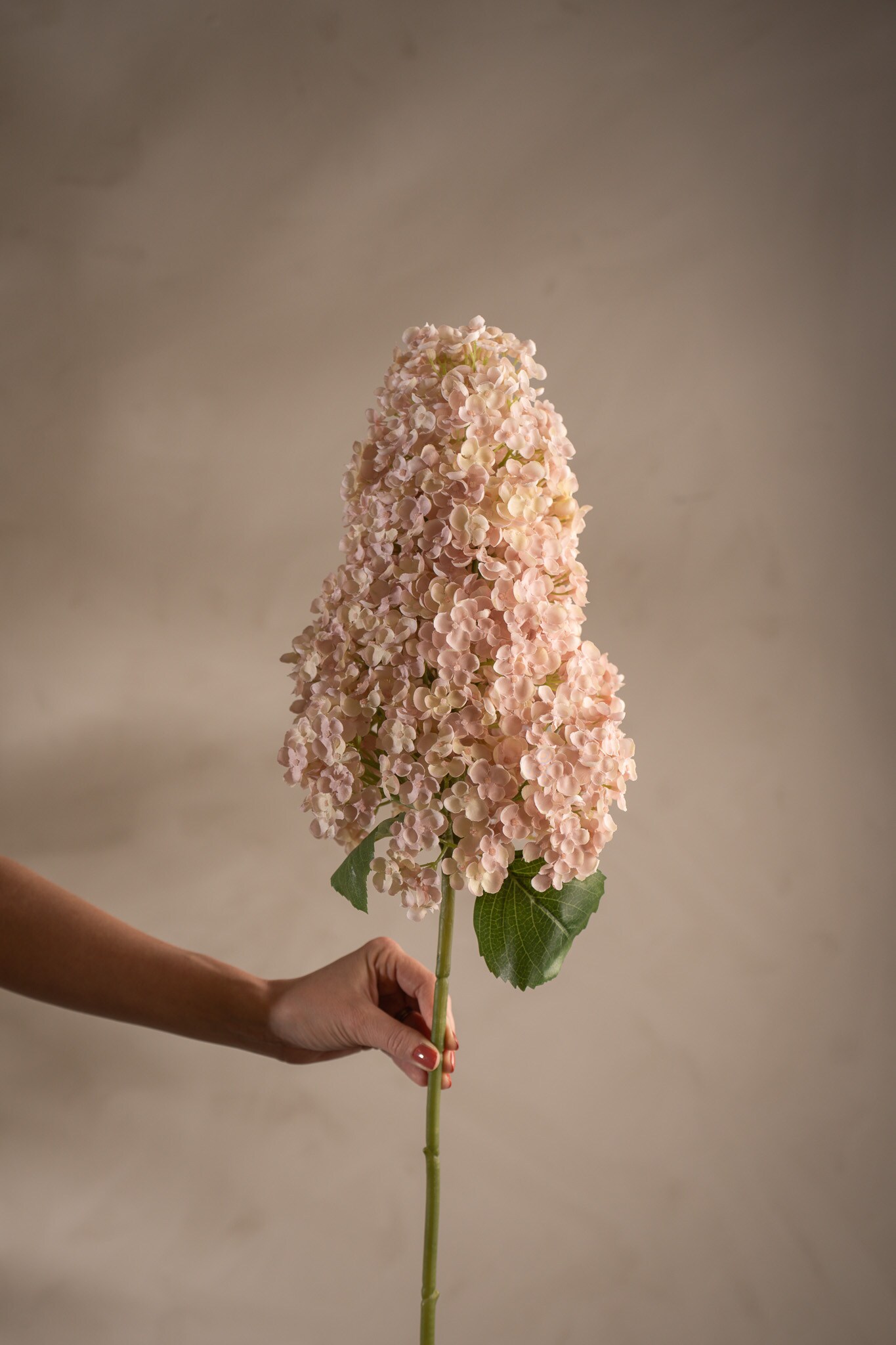 Syrénhortensia