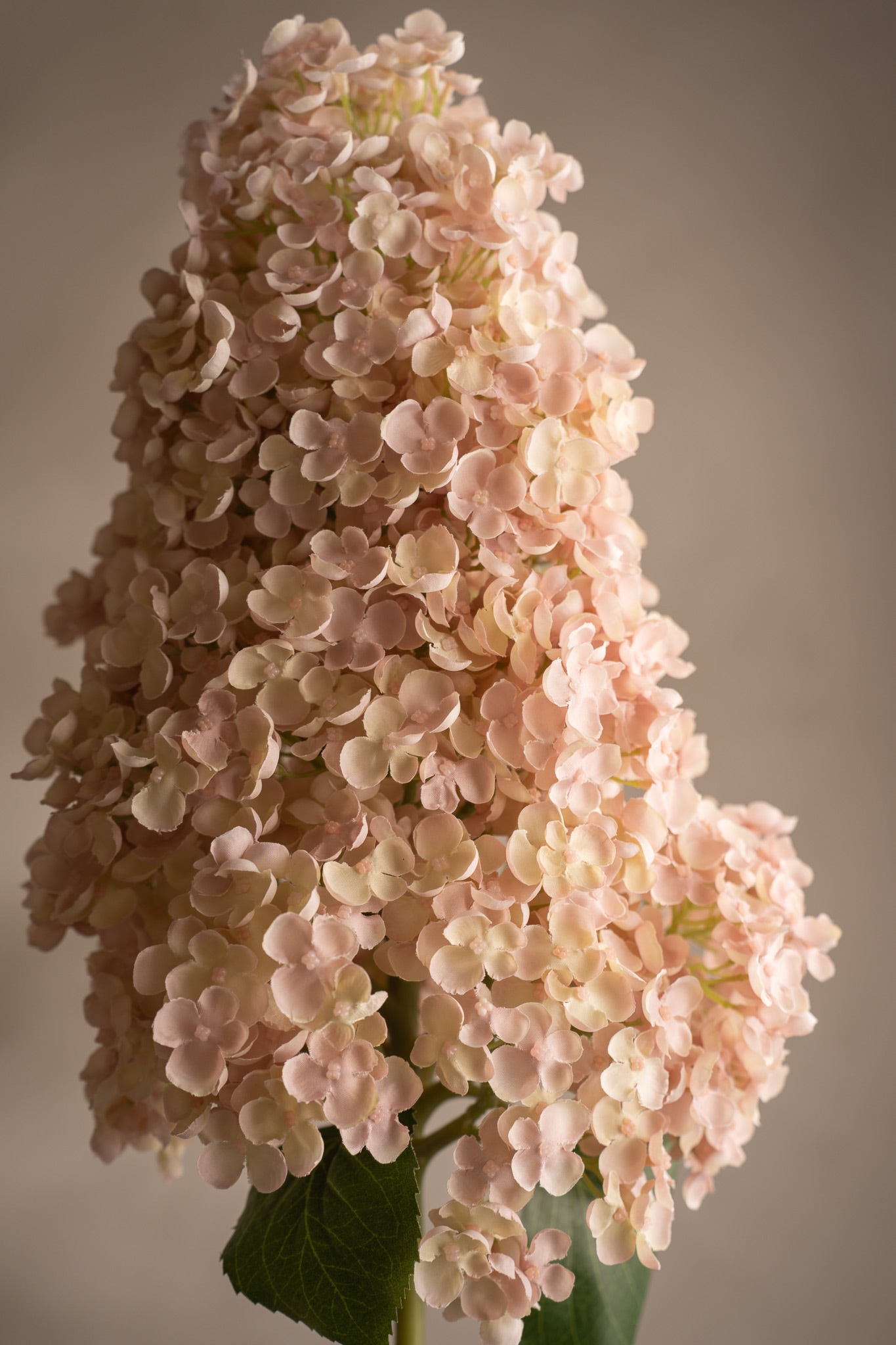 Syrénhortensia