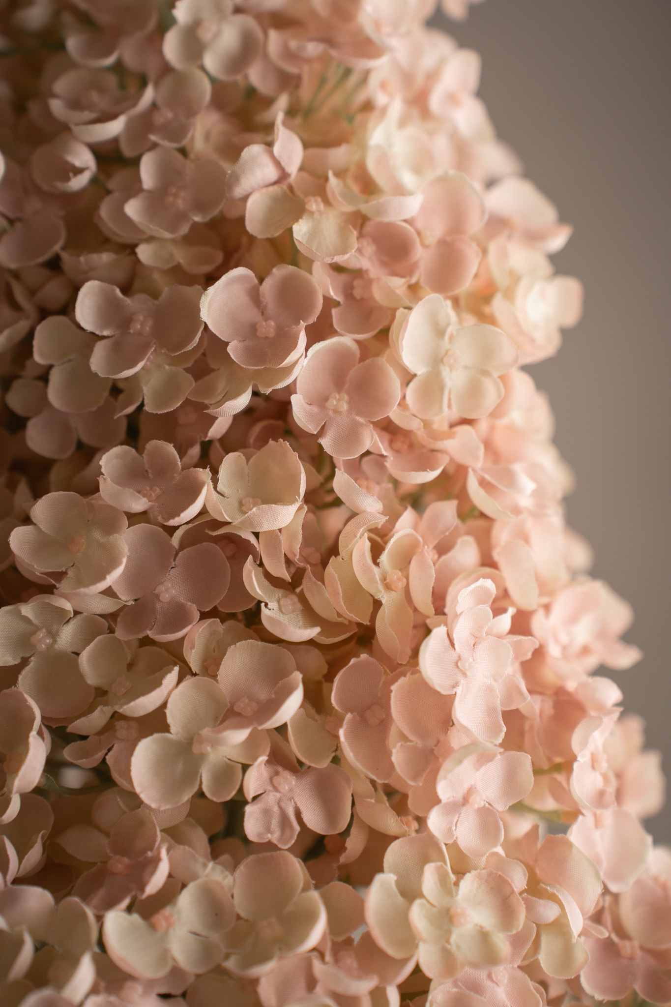 Syrénhortensia