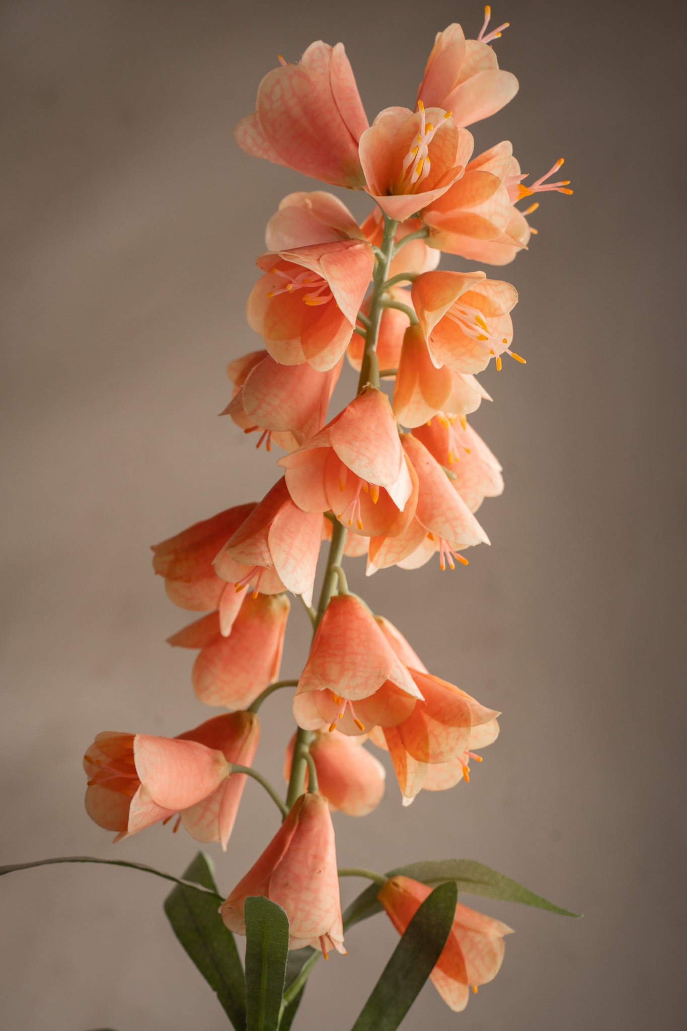 Frittilaria