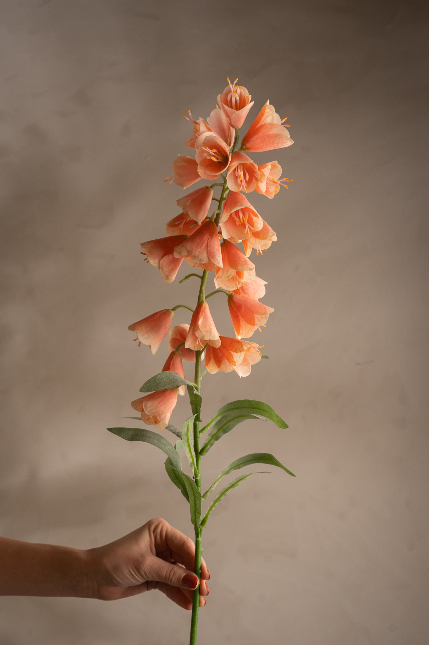Frittilaria