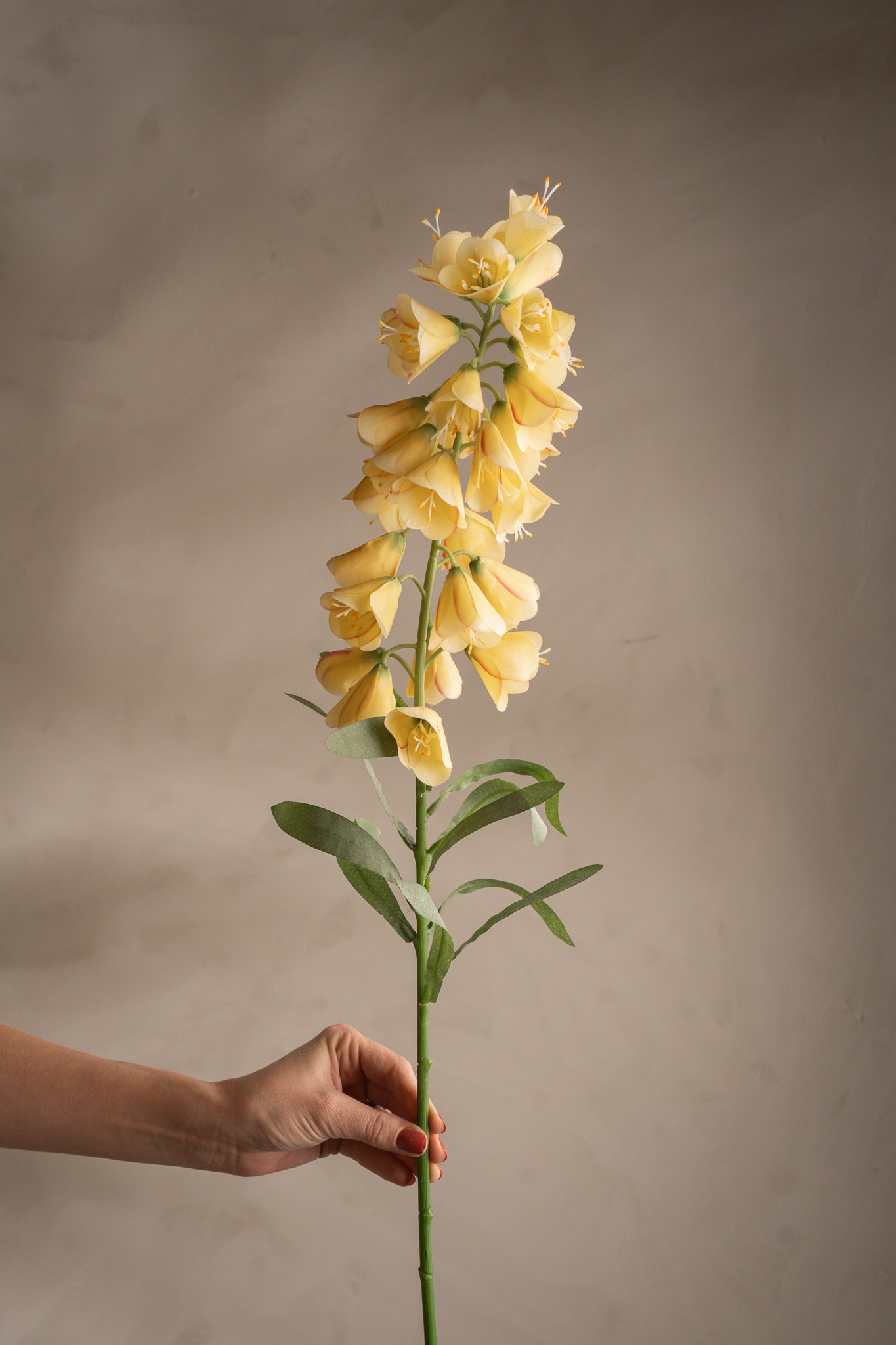 Frittilaria