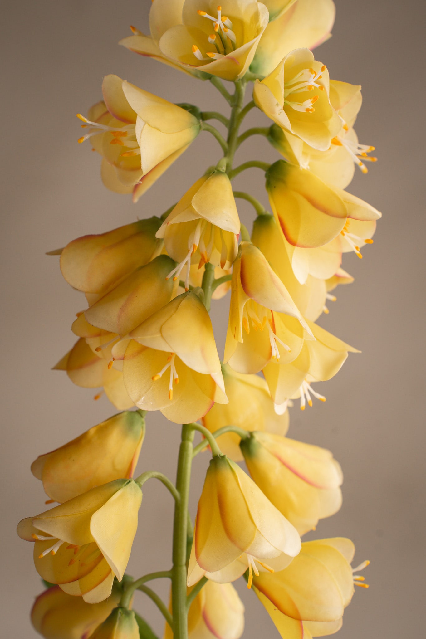 Frittilaria