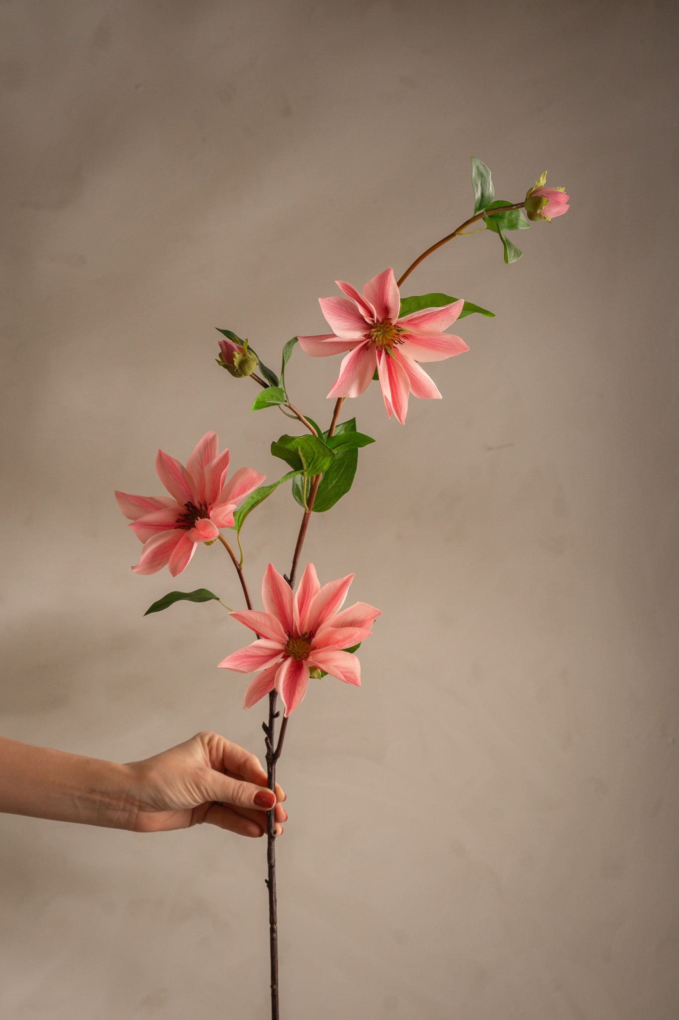 Clematis
