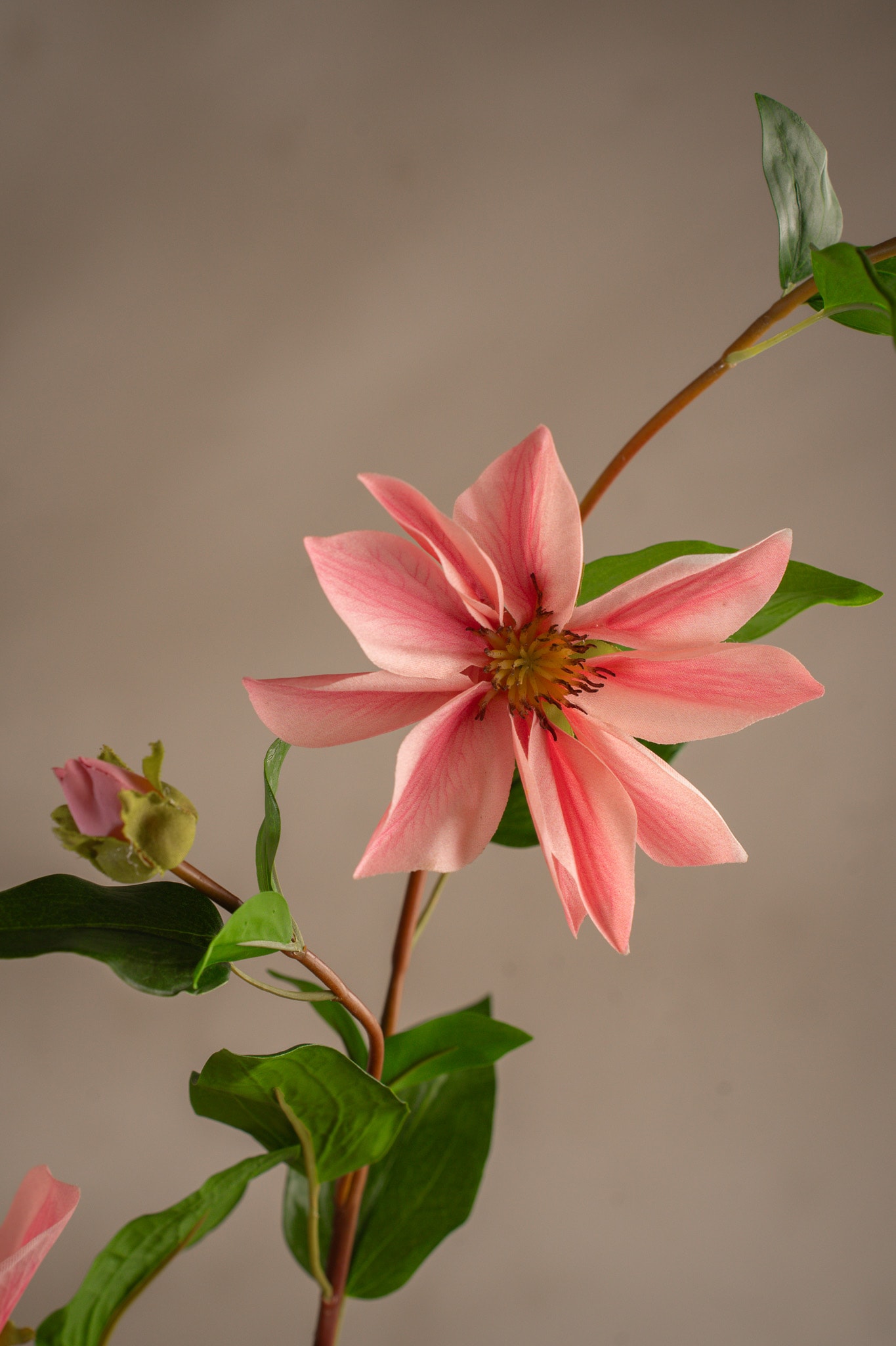 Clematis
