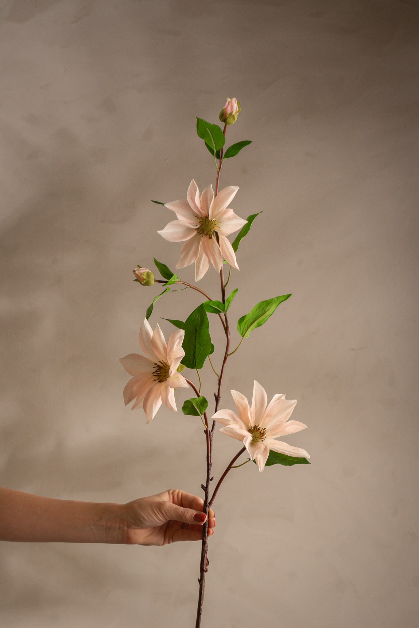 Clematis