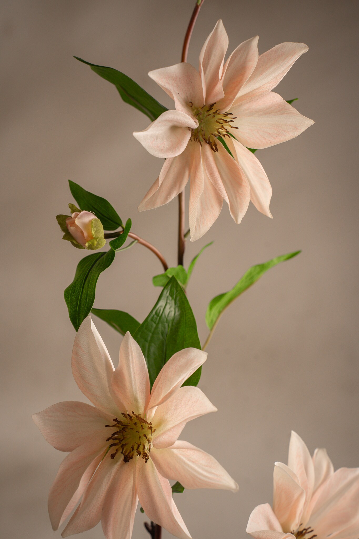 Clematis