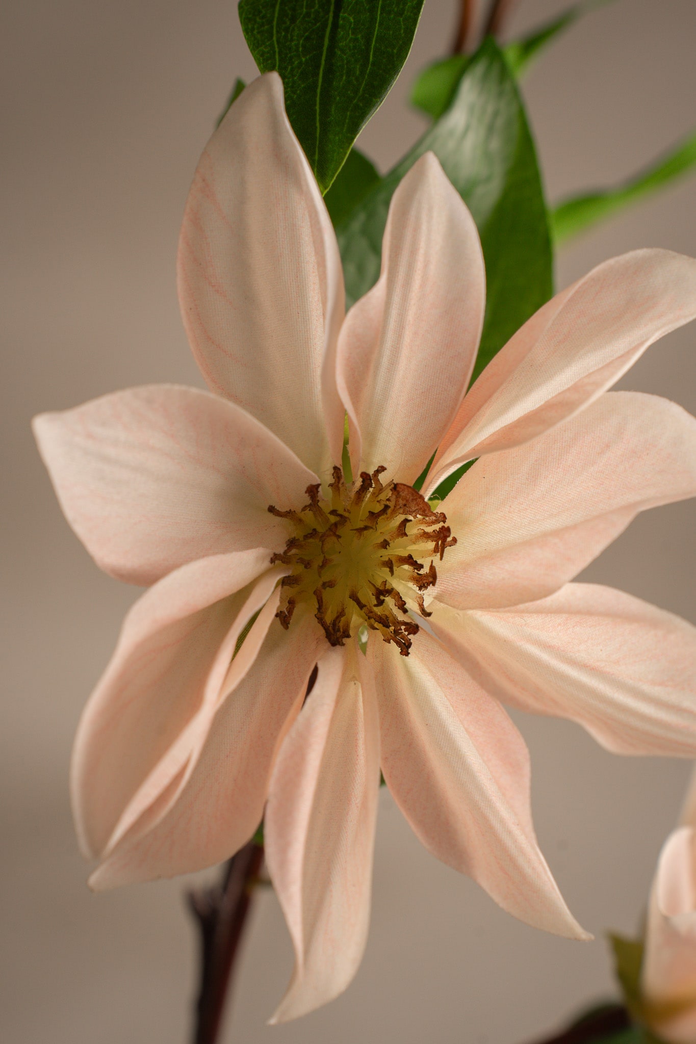 Clematis