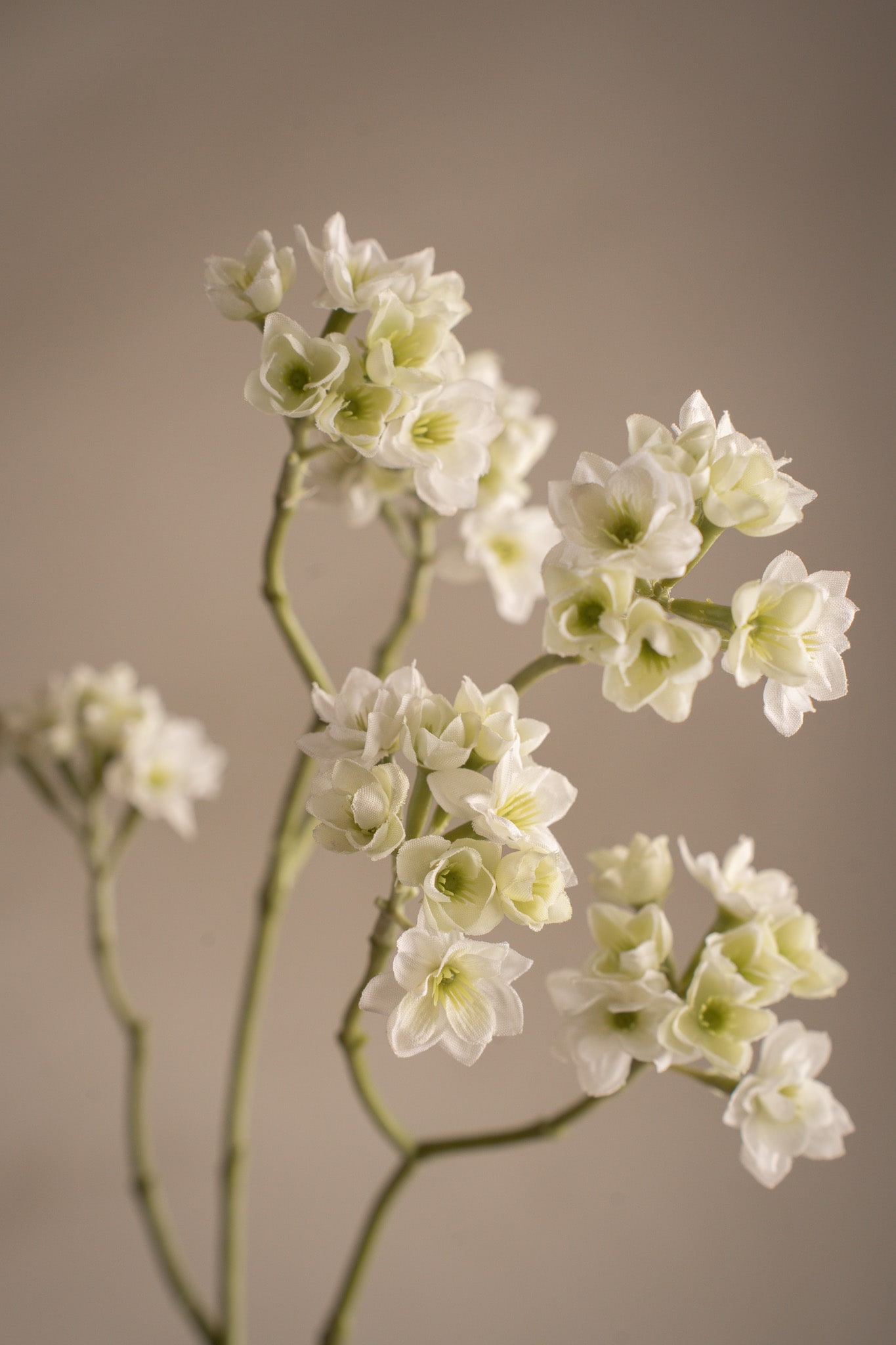 Blomkvist