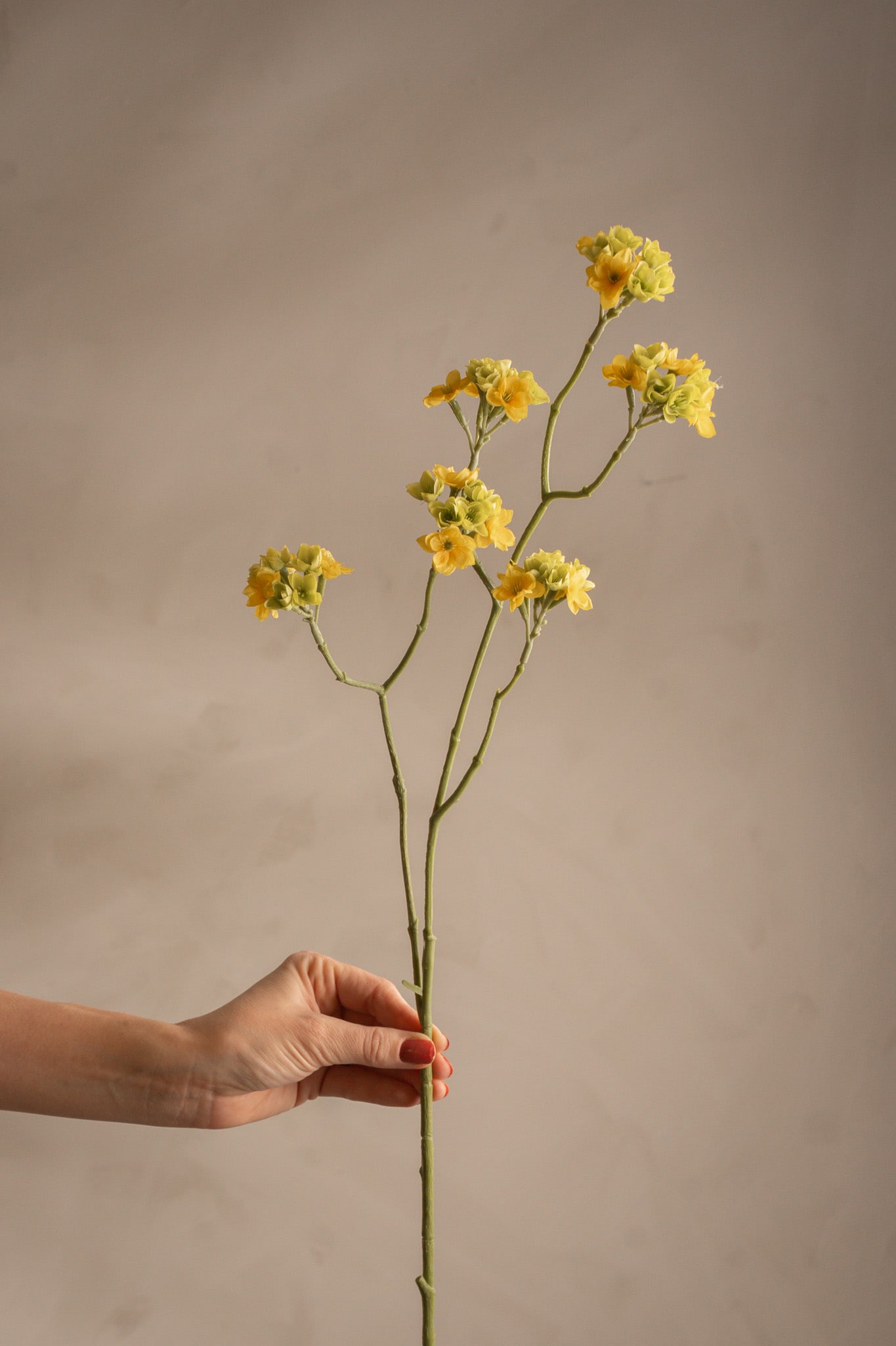 Blomkvist