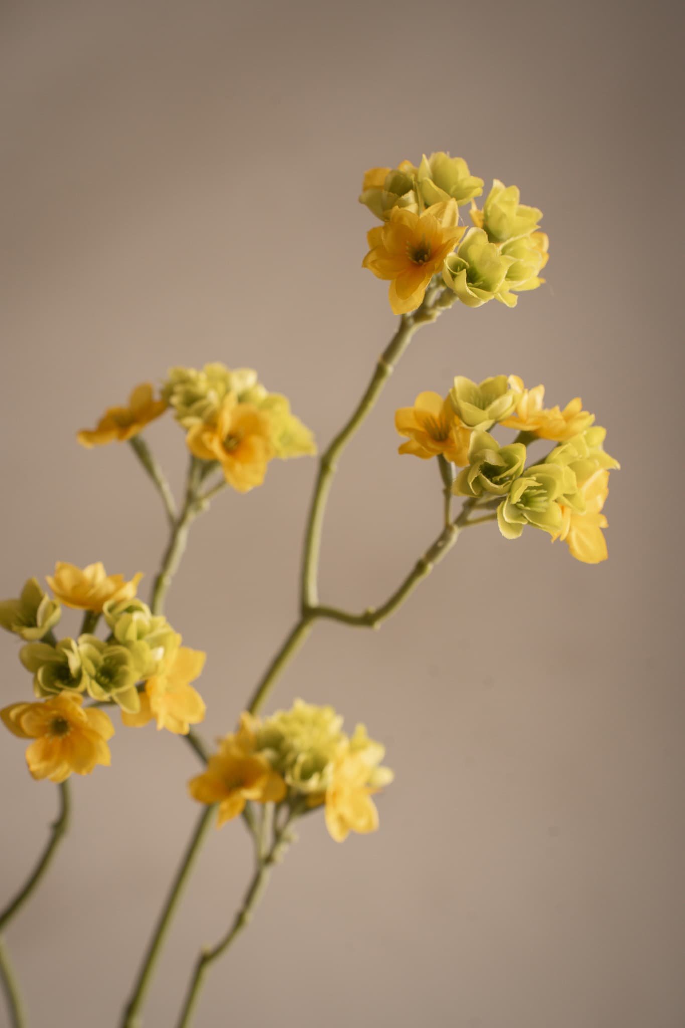 Blomkvist