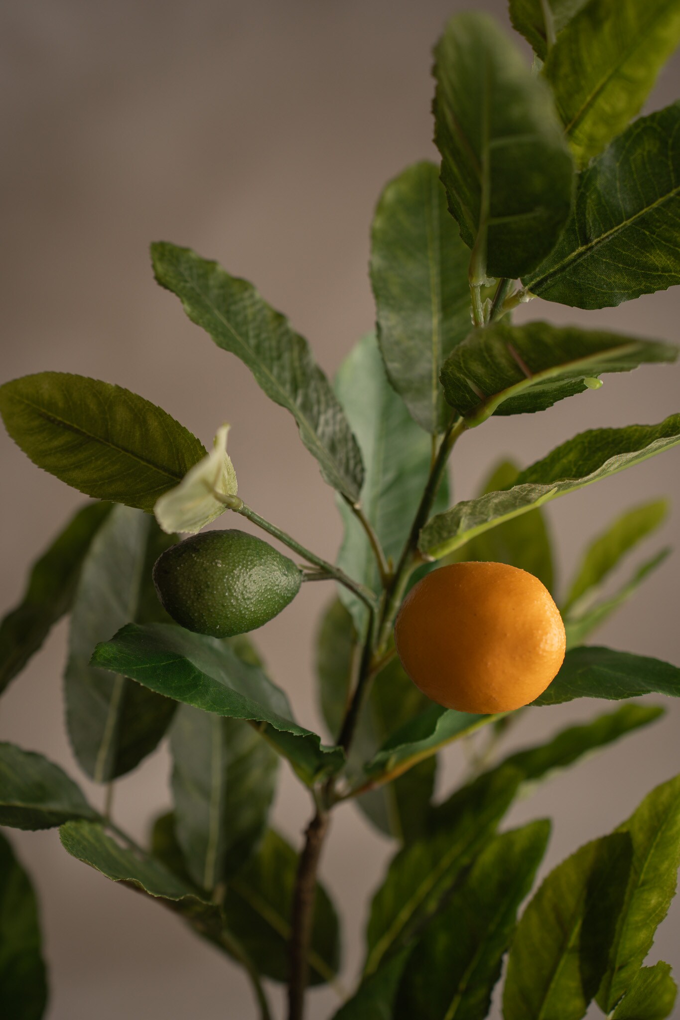 Citronkvist