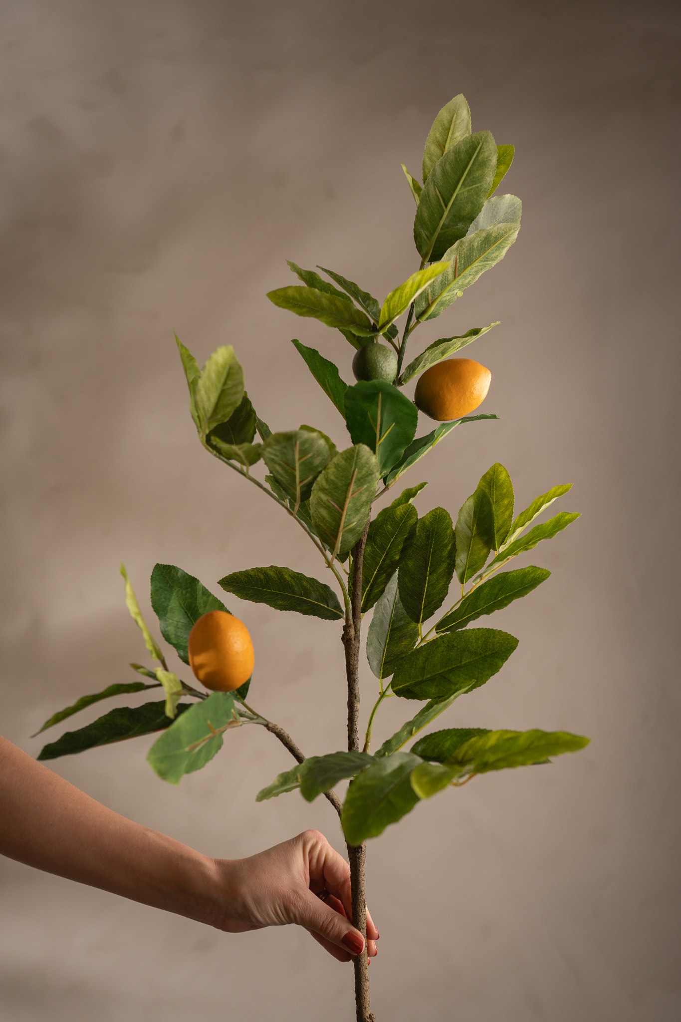Citronkvist