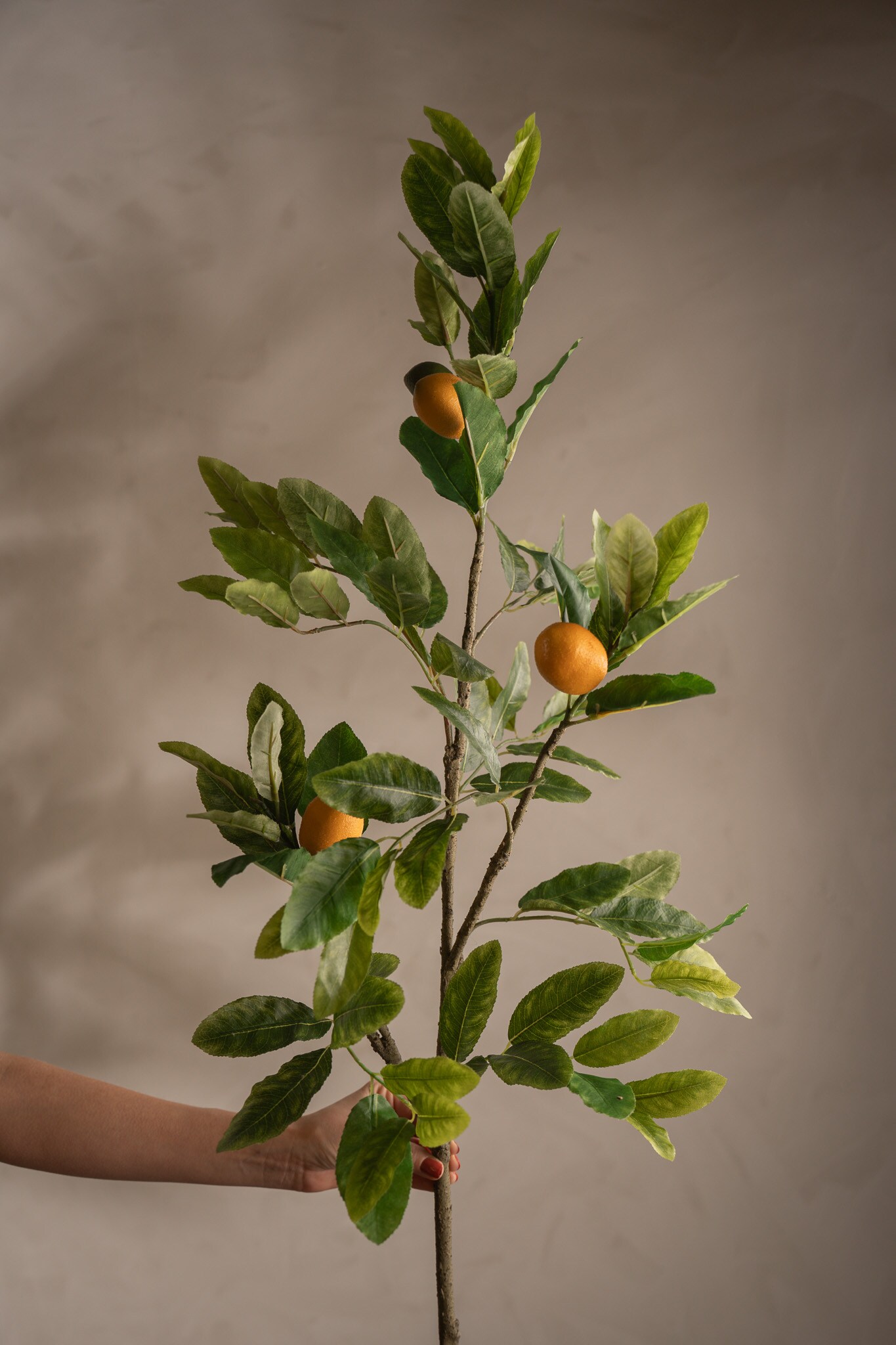 Citronkvist