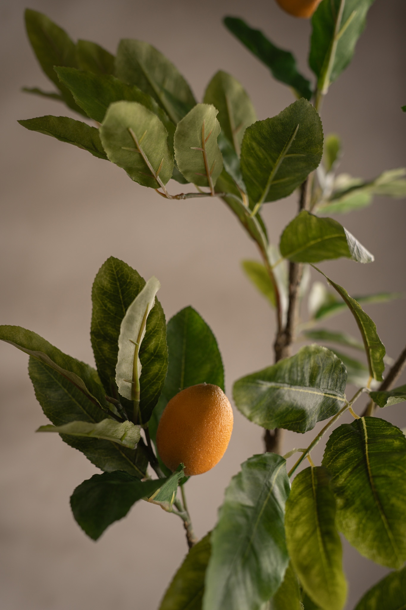 Citronkvist